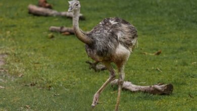 regional call behavior analysis